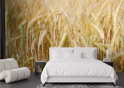 Agriculture - Field Of Rye Wall mural