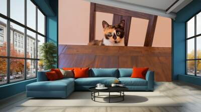 A calico cat inside Wall mural