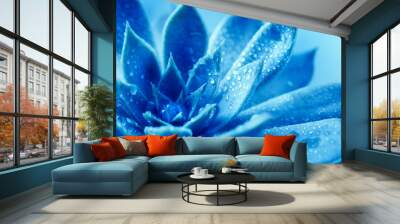 Close up succulent flower head with water rain drop , a blue nature plant tone Wall mural