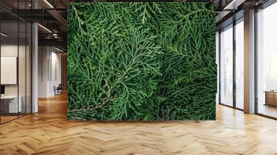 the fresh green pine leaves , oriental arborvitae, thuja orientalis (also known as platycladus orien Wall mural