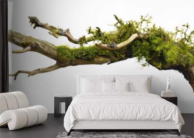 Green moss-covered single broken tree branch isolated in a transparent background. Cut out or PNG. Wall mural