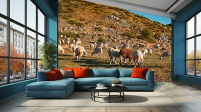 Mountain Sheep Yard Wall mural