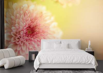 A horizontal presentation of a pink and white flower with a yellow background and plenty of text copy space area on the right. Wall mural