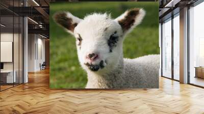 portrait of a lamb Wall mural