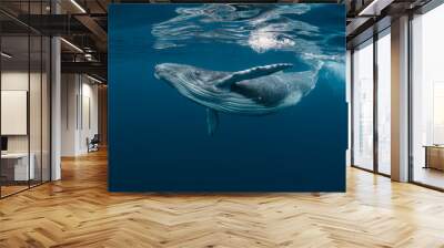 A Baby Humpback Whale Plays Near the Surface in Blue Water Wall mural