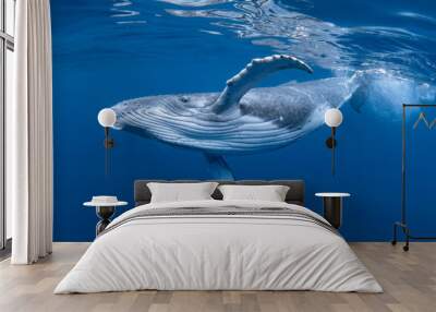 Baby Humpback Whale Calf In Blue Water Wall mural