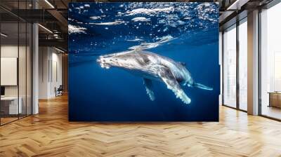 Baby humpback whale in blue water at surface Wall mural