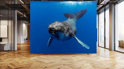 Baby Humpback Whale in Blue Water Wall mural