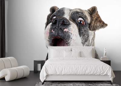 Closeup shot of a shocked dog isolated on a white background Wall mural