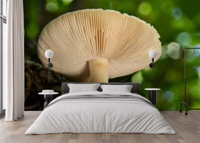 Close up of wild white to yellow colored mushroom with detailed gills.
 Wall mural