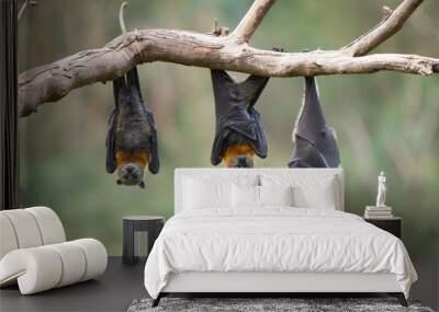 Three Grey Headed Flying Foxes Wall mural