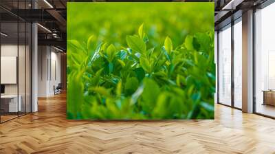 Natural green leaves plants using as spring background cover page environment ecology or greenery wallpaper. Nature of green leaf in garden at summer. Wall mural