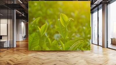 Natural green leaves plants using as spring background cover page environment ecology or greenery wallpaper. Nature of green leaf in garden at summer. Wall mural