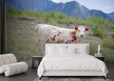 Young cow. Altai mountain landscape Wall mural