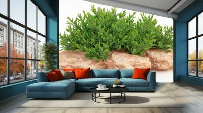 A lush Mediterranean juniper bush thrives between two sizable sandy rocks, depicted in a stunning 3D illustration with an isolated background. Wall mural