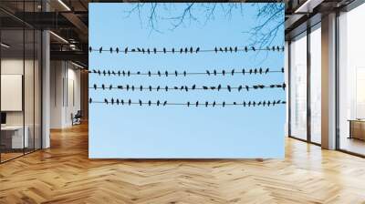 birds sitting on wires Wall mural