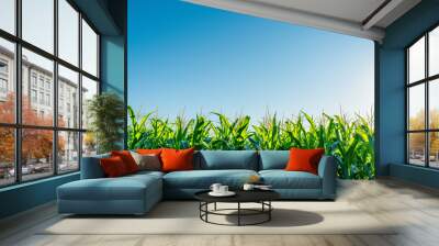 Green summer cornfield under the clear blue sky.


 Wall mural