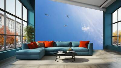 Seagulls in the sunlight in the air. Bird flies in white clouds. Clear sunny weather. Blue sky background. Space for text Wall mural