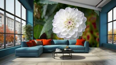 Close-up of a beautiful white round flower  Wall mural