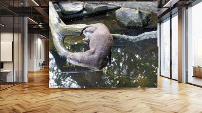 two otters sitting on a branch over a pond and cuddling Wall mural