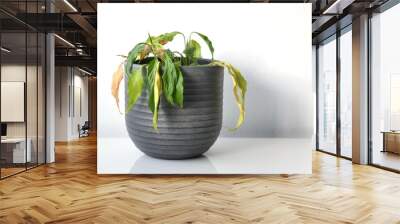 Peace lily (Spathiphyllum) with withering and drooping leaves which needs water. Common houseplant with green leaves. Plant in a gray pot, isolated on a white background. Landscape orientation. Wall mural