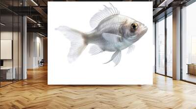 white fish isolated on transparent background Wall mural