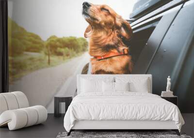 dachshund dog riding in car and looking out from car window. happy dog enjoying life. dog adventure Wall mural