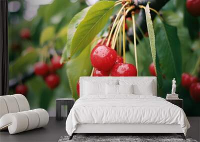 Cherries in the tree Wall mural