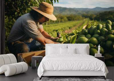 Farmer picking up avocados in a field. Harvesting and agricultural concept Wall mural