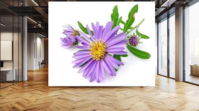 Aster Flower isolated on white background, Wall mural