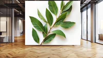 Bay leaf isolated on white background. Top view. Flat lay. Wall mural