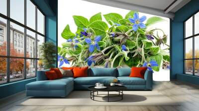 Borage flowers and leaves isolated on white background. Medicinal plant. Wall mural