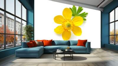 Cinquefoil Flower isolated on white background. Wall mural