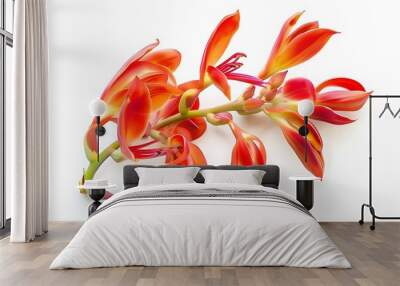 Clianthus Flower isolated on white background. Wall mural