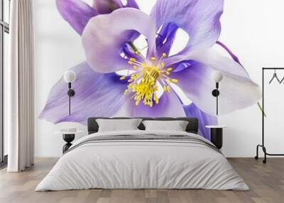 Columbine Flower isolated on white background. Wall mural