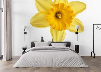 Daffodil Flower Flower isolated on white background. Wall mural