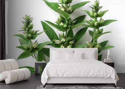 Mugwort Flower isolated on white background.close up. Wall mural