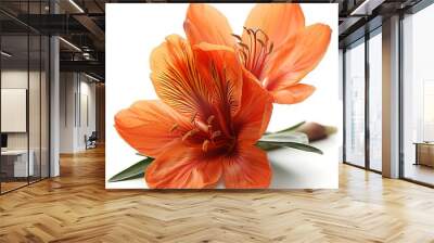 Saffron Flower isolated on white background. Wall mural