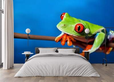 red eyed tree frog Wall mural