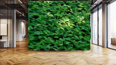 Green Leaves Texture Background for green design. Wall mural