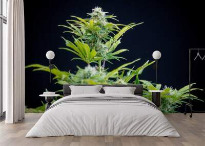 Close-up of medical marijuana female plant in bloom, growing indoor. Cannabis buds with crystals ready to harvest. Wall mural