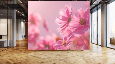 Cosmos blooms on pink backdrop Wall mural