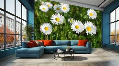 Daisies in the grass Wall mural