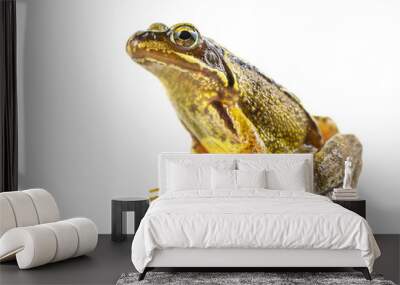 Common brown frog on white background Wall mural