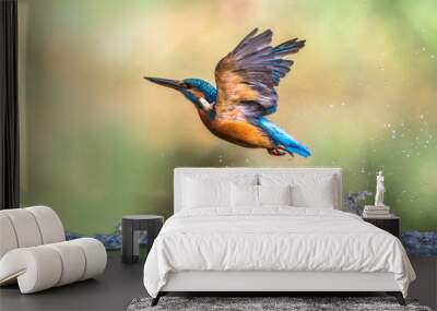 Common European Kingfisher emerging abstract Wall mural