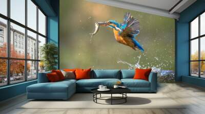 Common European Kingfisher Flying with fish catch Wall mural