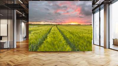 Endless Wheat field Wall mural