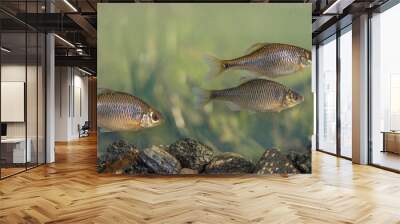 European bitterling natural environment Wall mural