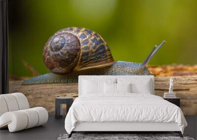 European brown garden snail Wall mural