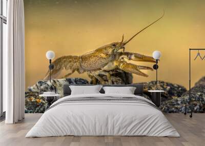 European crayfish on stoney riverbed Wall mural